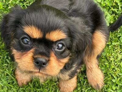 Cavalier King Charles Puppies for sale