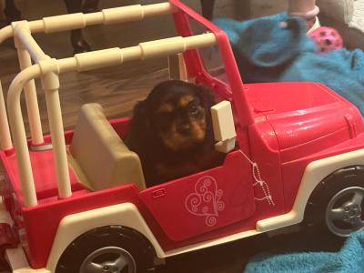 Cavalier King Charles Puppies for sale