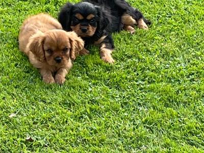 Cavalier King Charles Puppies for sale