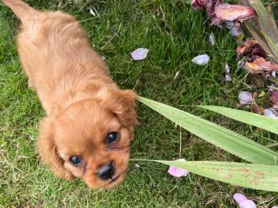 Cavalier King Charles Puppies for sale
