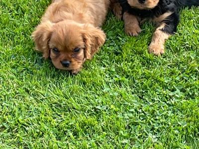 Cavalier King Charles Puppies for sale