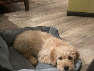 Beautiful Goldendoodle puppies in Meath