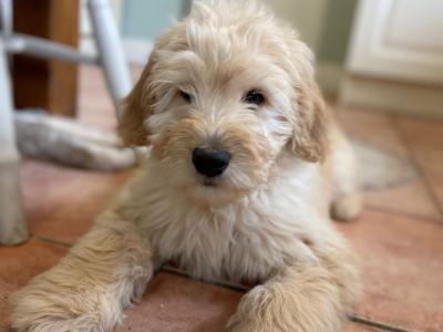 Beautiful Goldendoodle puppies in Meath
