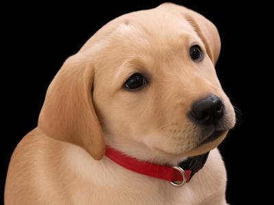 Labrador puppies in Roscommon