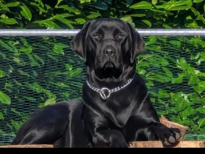Labrador puppies in Roscommon