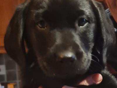 Labrador puppies in Roscommon