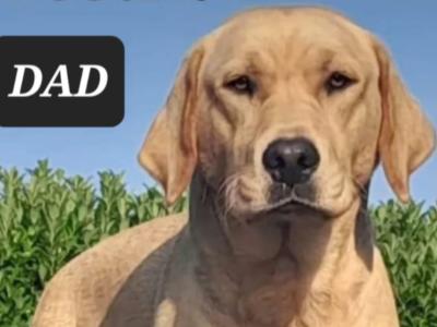 Labrador puppies in Roscommon