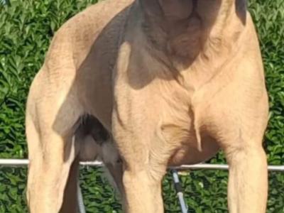 Labrador puppies in Roscommon