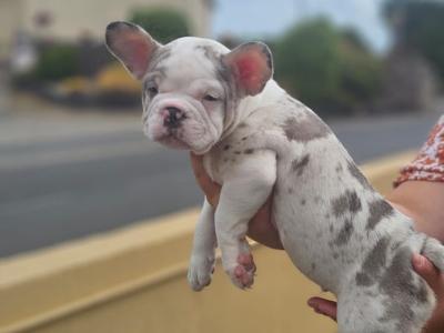 5 Stunning show Quality French Bulldog puppies in Dublin