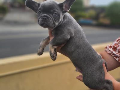 5 Stunning show Quality French Bulldog puppies in Dublin