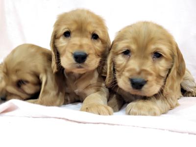 Cocker Spaniel puppies in Monaghan