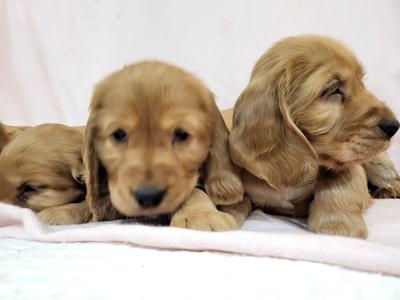 Cocker Spaniel puppies in Monaghan