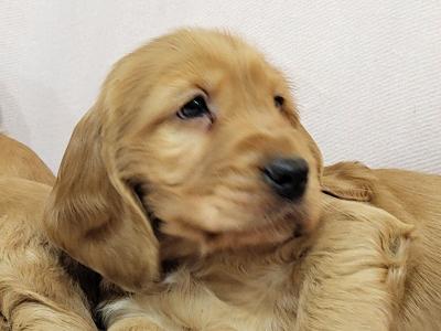 Cocker Spaniel puppies in Monaghan