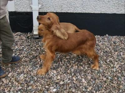 Cocker Spaniel puppies in Monaghan