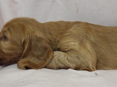 Cocker Spaniel puppies in Monaghan