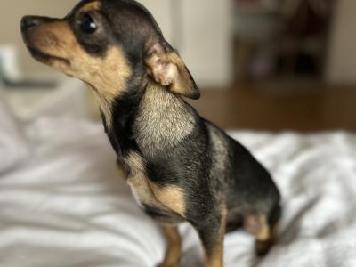 Two adorable Russian Toy Terrier boy puppies are looking for new owners