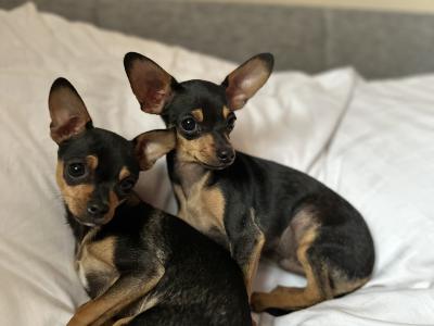 Two adorable Russian Toy Terrier boy puppies are looking for new owners