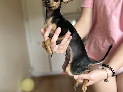 Two adorable Russian Toy Terrier boy puppies are looking for new owners