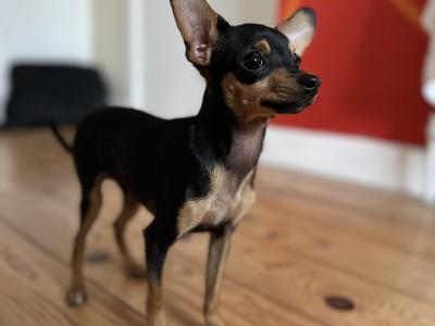 Two adorable Russian Toy Terrier boy puppies are looking for new owners