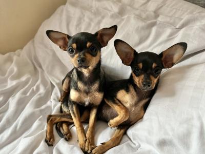 Two adorable Russian Toy Terrier boy puppies are looking for new owners