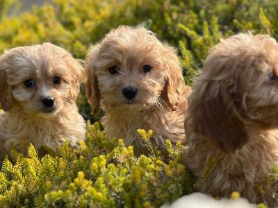 Cavapoo puppies 🐶 in Wicklow