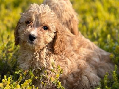 Cavapoo puppies 🐶 in Wicklow