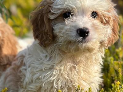 Cavapoo puppies 🐶 in Wicklow