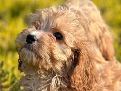 Cavapoo puppies 🐶 in Wicklow