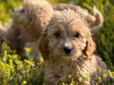 Cavapoo puppies 🐶 in Wicklow