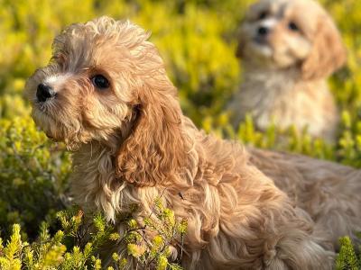 Cavapoo puppies 🐶 in Wicklow