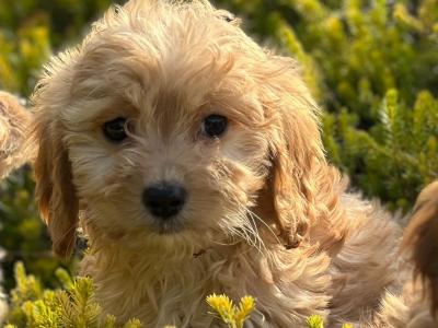 Cavapoo puppies 🐶 in Wicklow