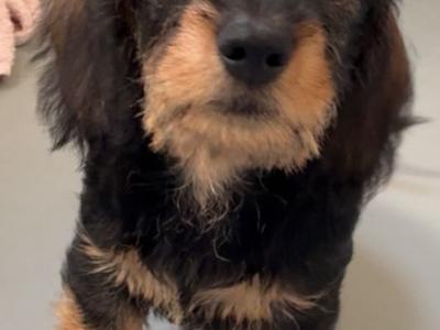 Miniature Dachshund Wired Haired  puppies IKC Registered in Kildare