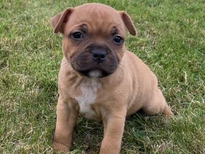 IKC Registered Staffordshire Bull Terrier puppies for sale in Tipperary