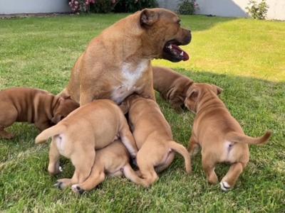 IKC Registered Staffordshire Bull Terrier puppies for sale in Tipperary