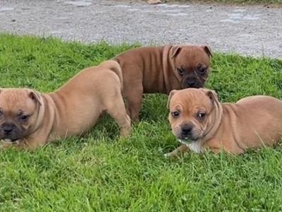 IKC Registered Staffordshire Bull Terrier puppies for sale in Tipperary