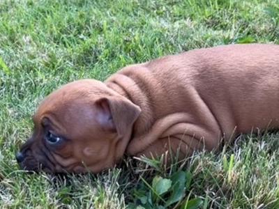 IKC Registered Staffordshire Bull Terrier puppies for sale in Tipperary