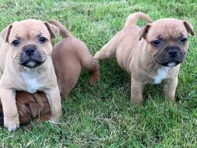 IKC Registered Staffordshire Bull Terrier puppies for sale in Tipperary