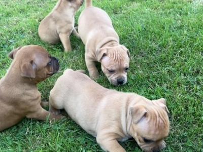 IKC Registered Staffordshire Bull Terrier puppies for sale in Tipperary
