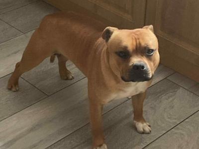IKC Registered Staffordshire Bull Terrier puppies for sale in Tipperary