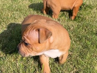 IKC Registered Staffordshire Bull Terrier puppies for sale in Tipperary
