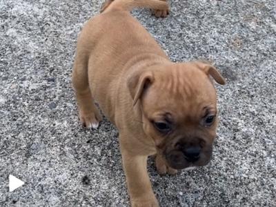 IKC Registered Staffordshire Bull Terrier puppies for sale in Tipperary