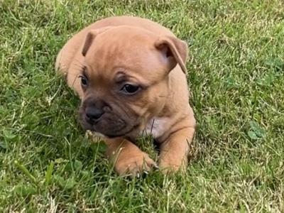 IKC Registered Staffordshire Bull Terrier puppies for sale in Tipperary