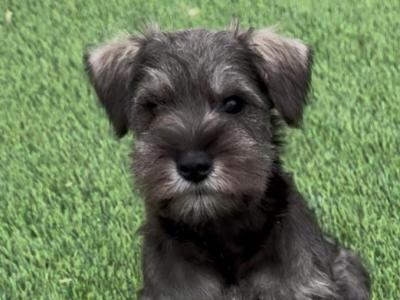 Miniature Schnauzer puppies in Meath