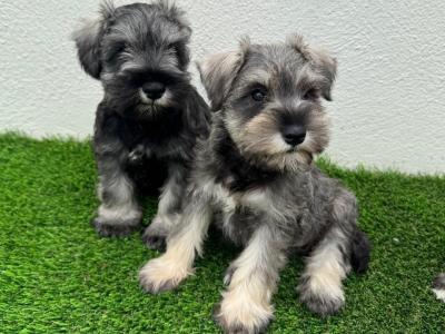 Miniature Schnauzer puppies in Meath