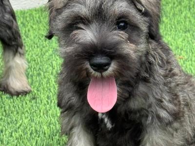 Miniature Schnauzer puppies in Meath