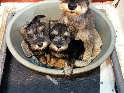 Miniature Schnauzer puppies in Kerry