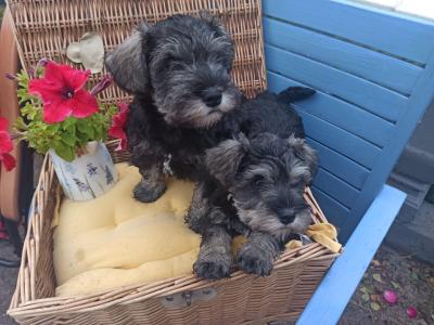 Miniature Schnauzer puppies in Kerry