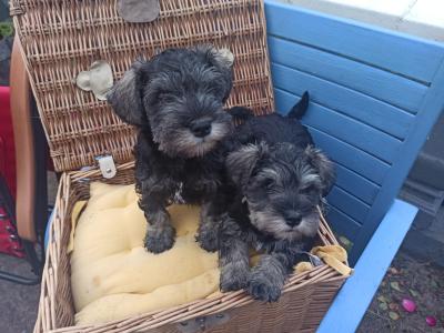 Miniature Schnauzer puppies in Kerry