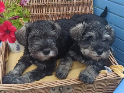 Miniature Schnauzer puppies in Kerry