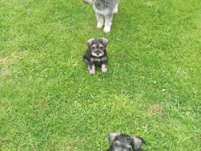 Miniature Schnauzer puppies in Kerry